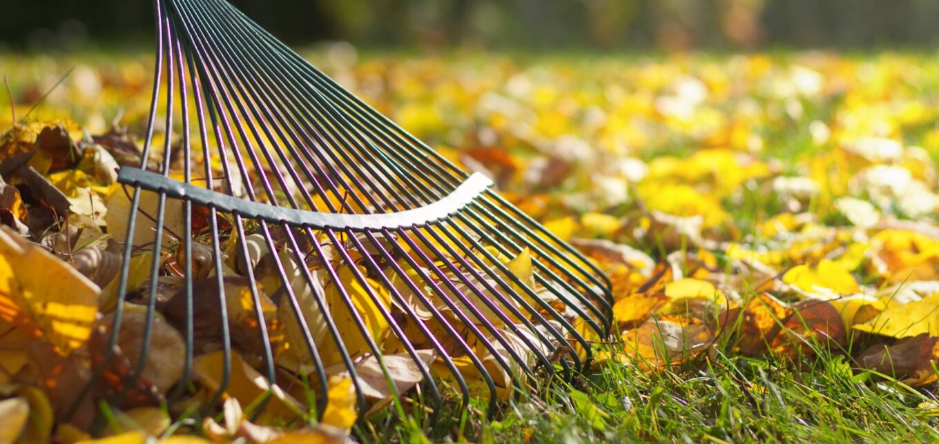 Is Leaf Compost Good for Vegetable Gardens? – Mother Earth News - Vimarsana News